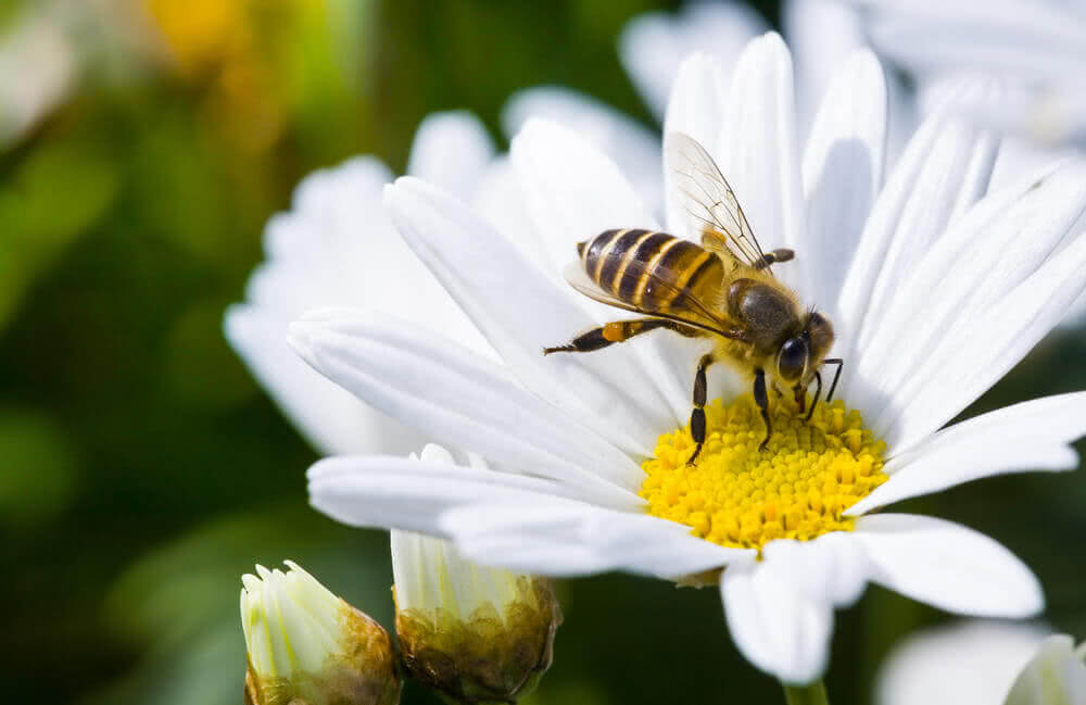 Bee on Flower