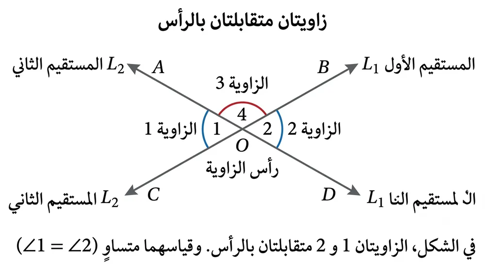 زاويتان متجاورتان بالرأس ومتطابقتان